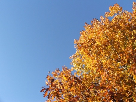 orange_tree_blue_sky_preview